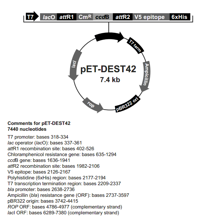 pET-DEST42载体图谱